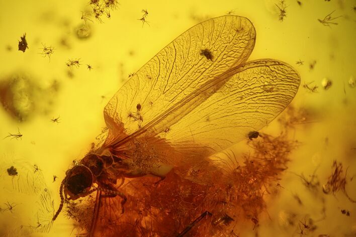 Detailed Fossil Termite (Isoptera) & Flies (Diptera) In Baltic Amber #128335